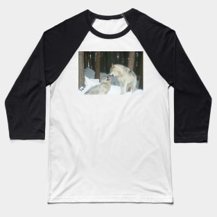 Timber wolves at play Baseball T-Shirt